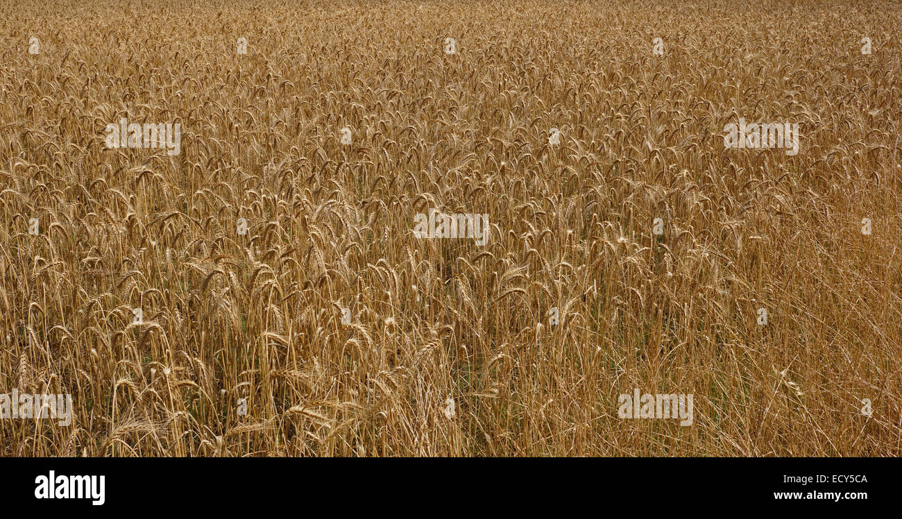 Wheat field on a farm in the Swartland region of the  Western Cape Province, South Africa. Stock Photo
