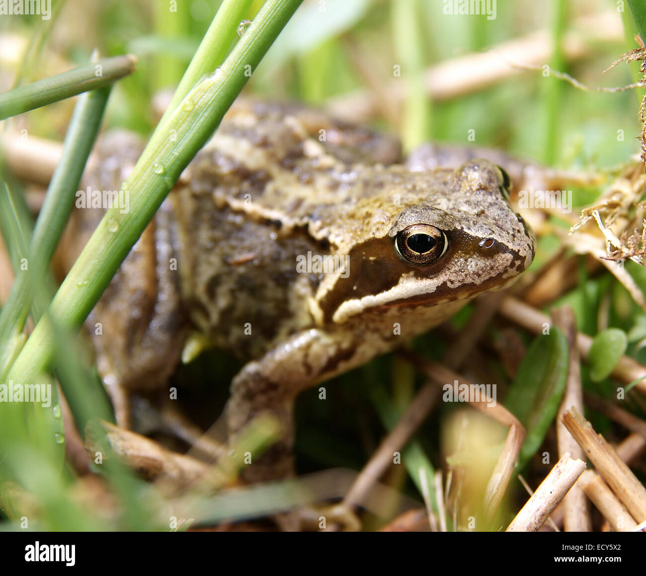 Common European Frog latin name Rana Temporaria photographed in the