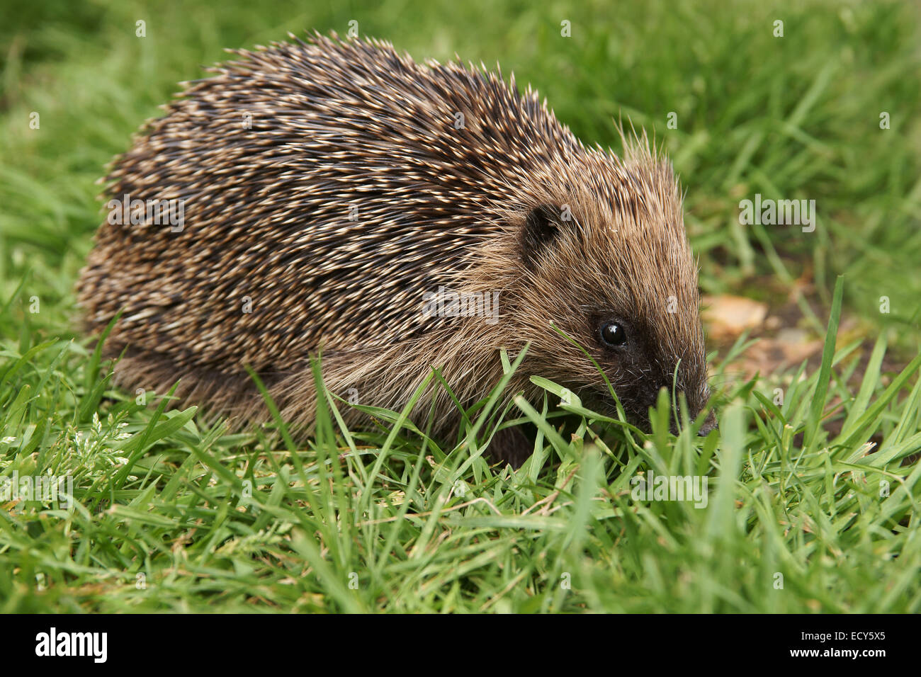Wild European hedgehog outside in a British garden during daylight hours Stock Photo