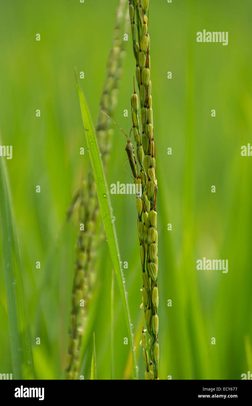 Kerala, India spice garden at Kampiline, rice Stock Photo Alamy