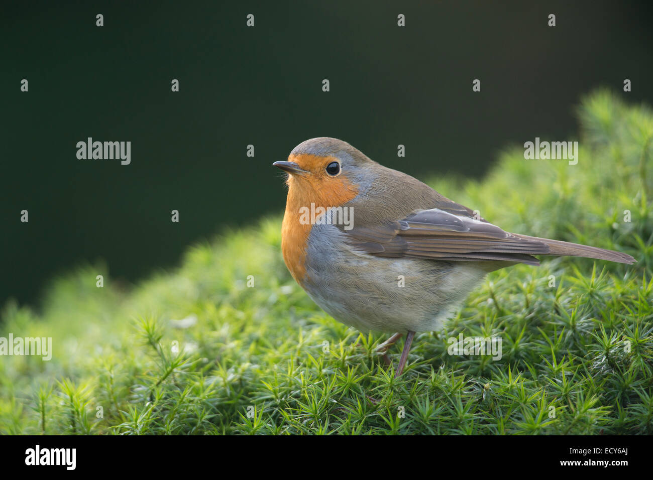 Robin european robin hi-res stock photography and images - Alamy