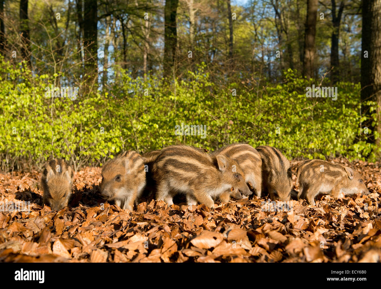 Wild Boars (Sus scrofa), piglets in a spring forest, captive, North Rhine-Westphalia, Germany Stock Photo