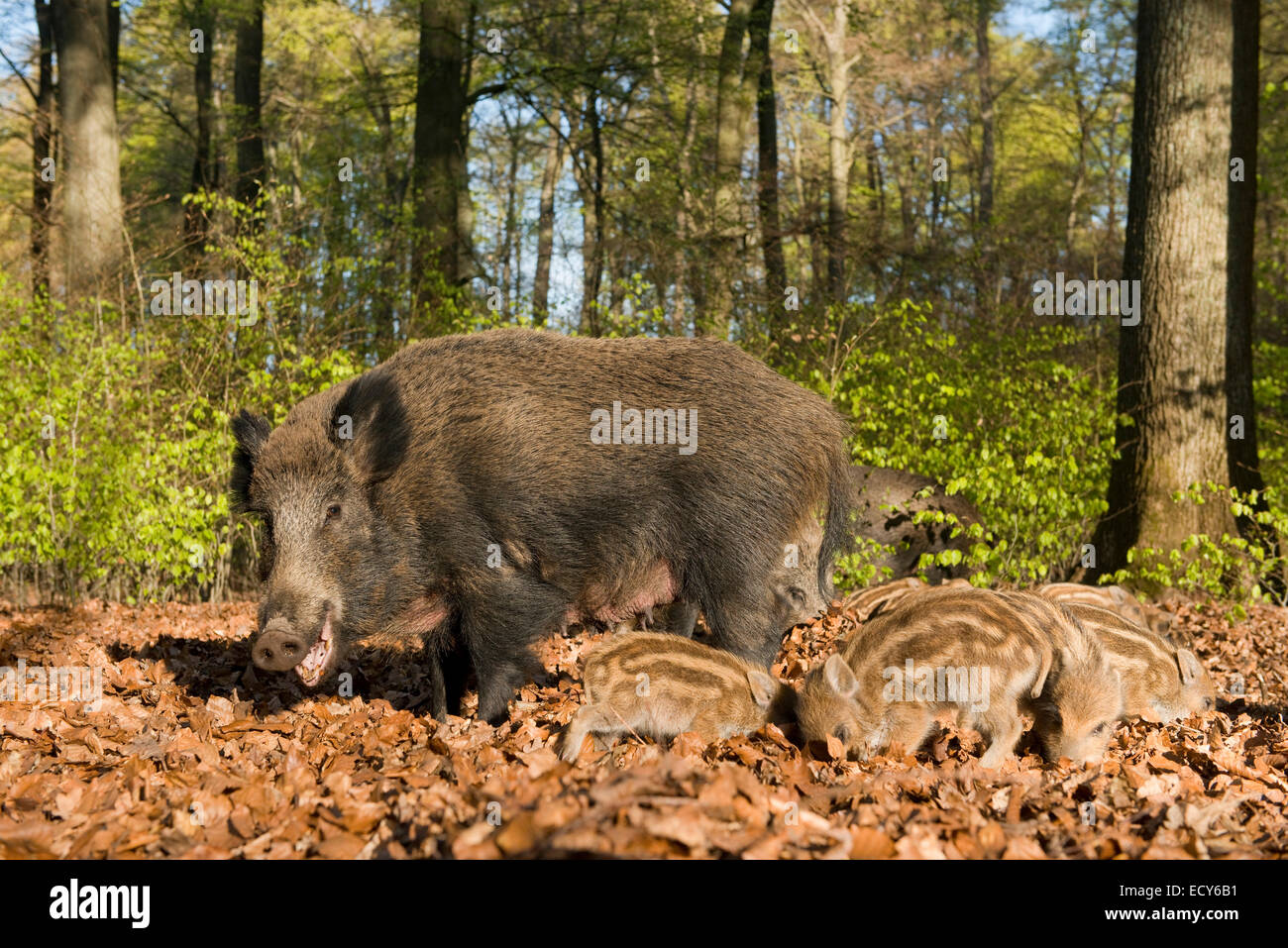 Wild Boars (Sus scrofa), sow and piglets in a spring forest, captive, North Rhine-Westphalia, Germany Stock Photo
