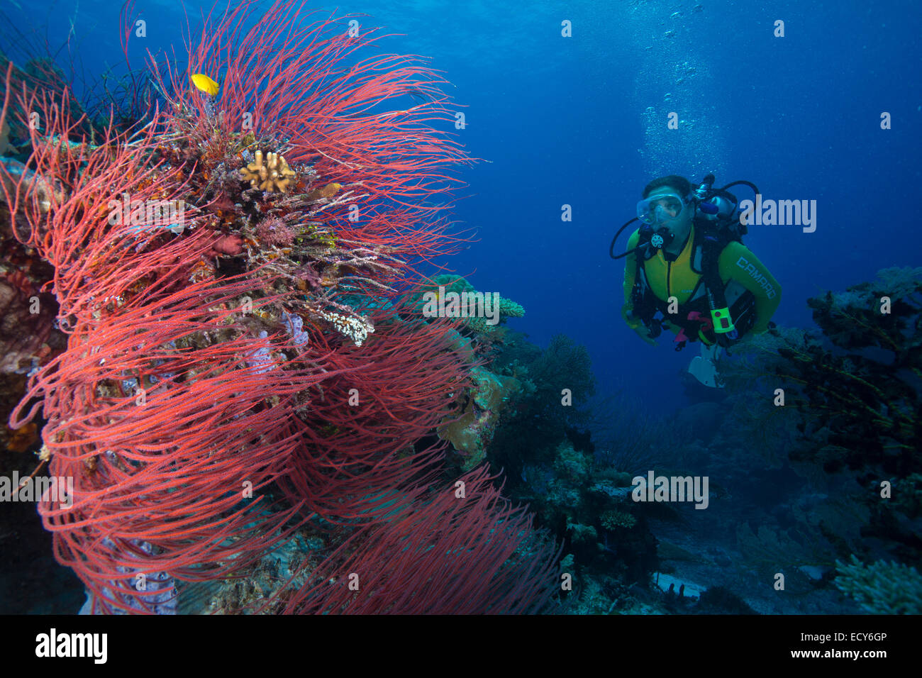Diver looking at a Red Sea Whip (Ellisella ceratophyta), Palau Stock Photo
