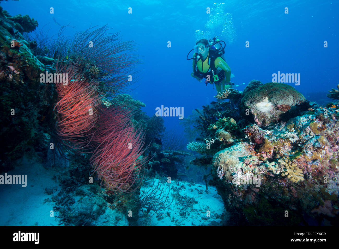 Diver looking at a Red Sea Whip (Ellisella ceratophyta), Palau Stock Photo