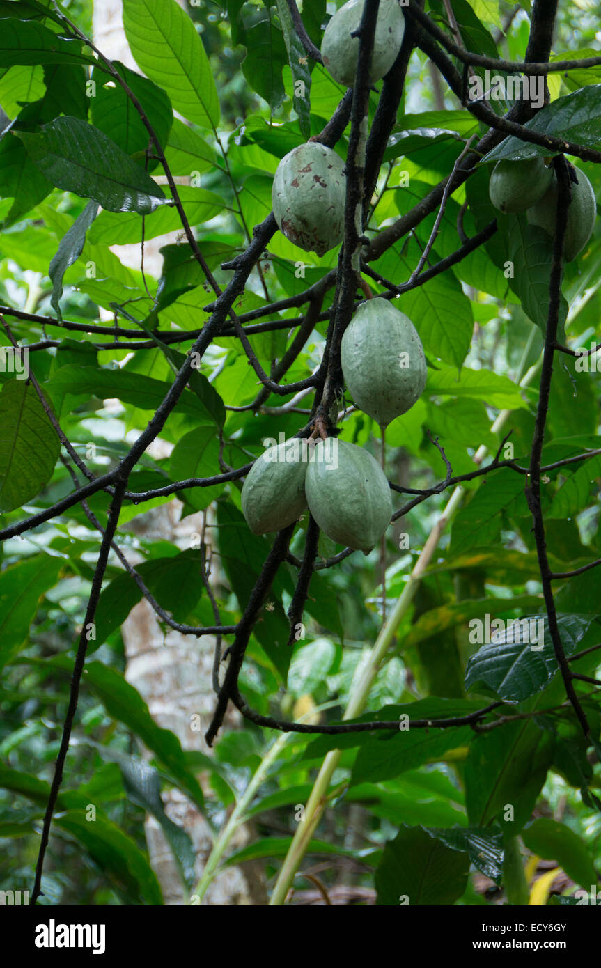 Kerala, India spice garden at Kampiline cocoa pods on tree Stock