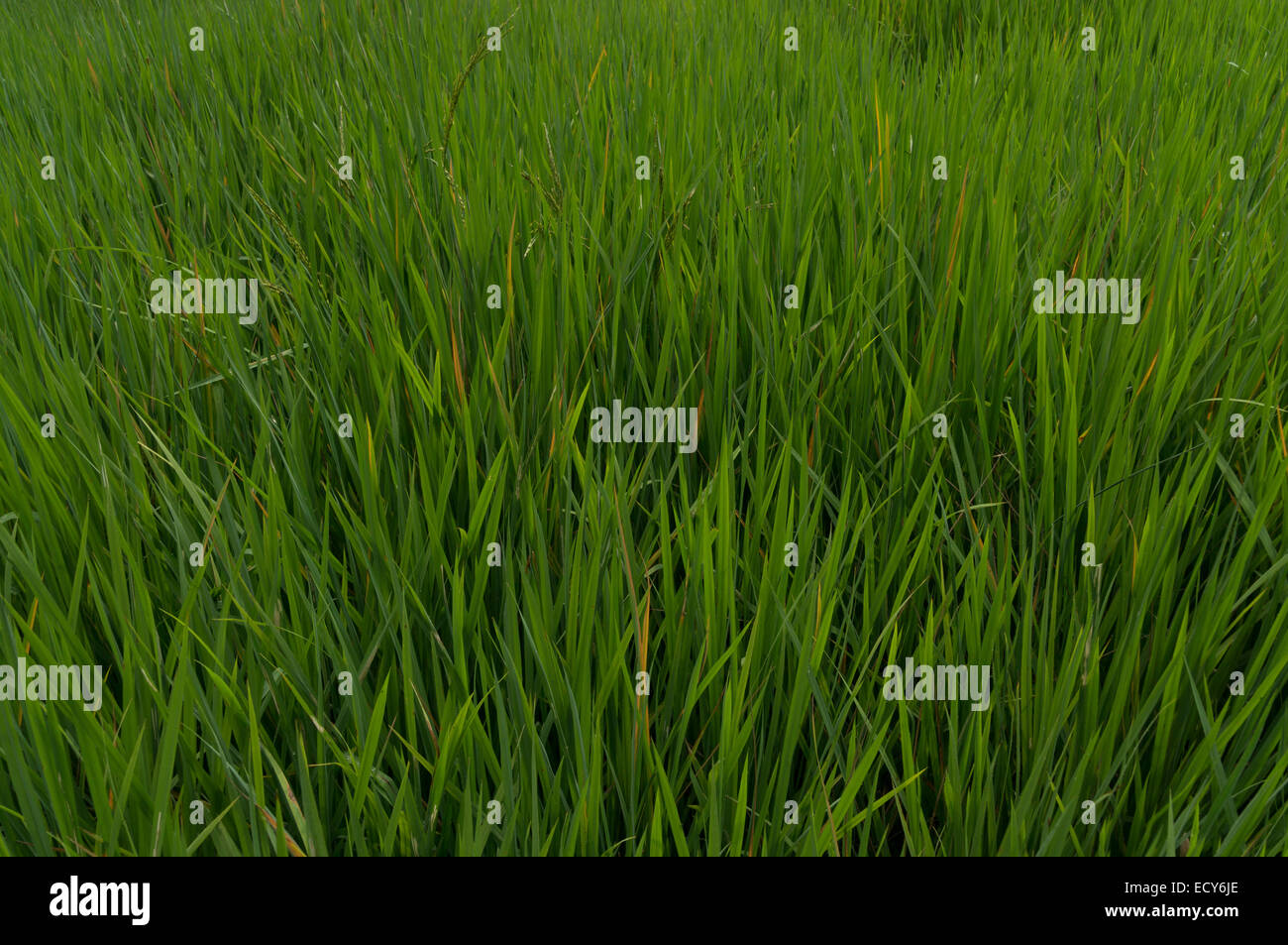 Kerala, India spice garden at Kampiline, rice Stock Photo Alamy