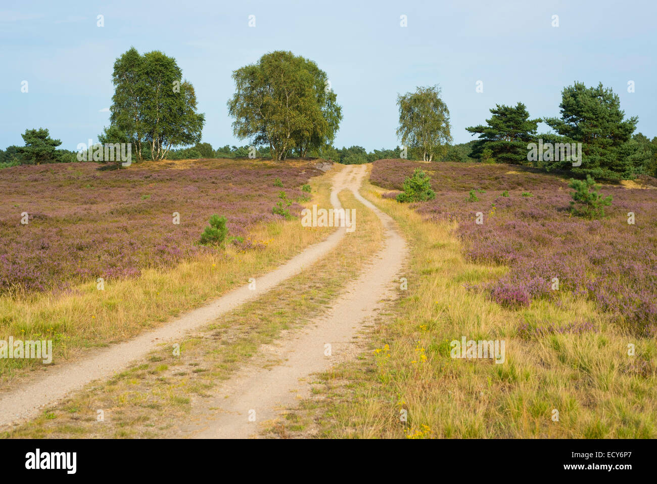 Path through the heathland, Lüneburg Heath Nature Reserve, Lower Saxony, Germany Stock Photo