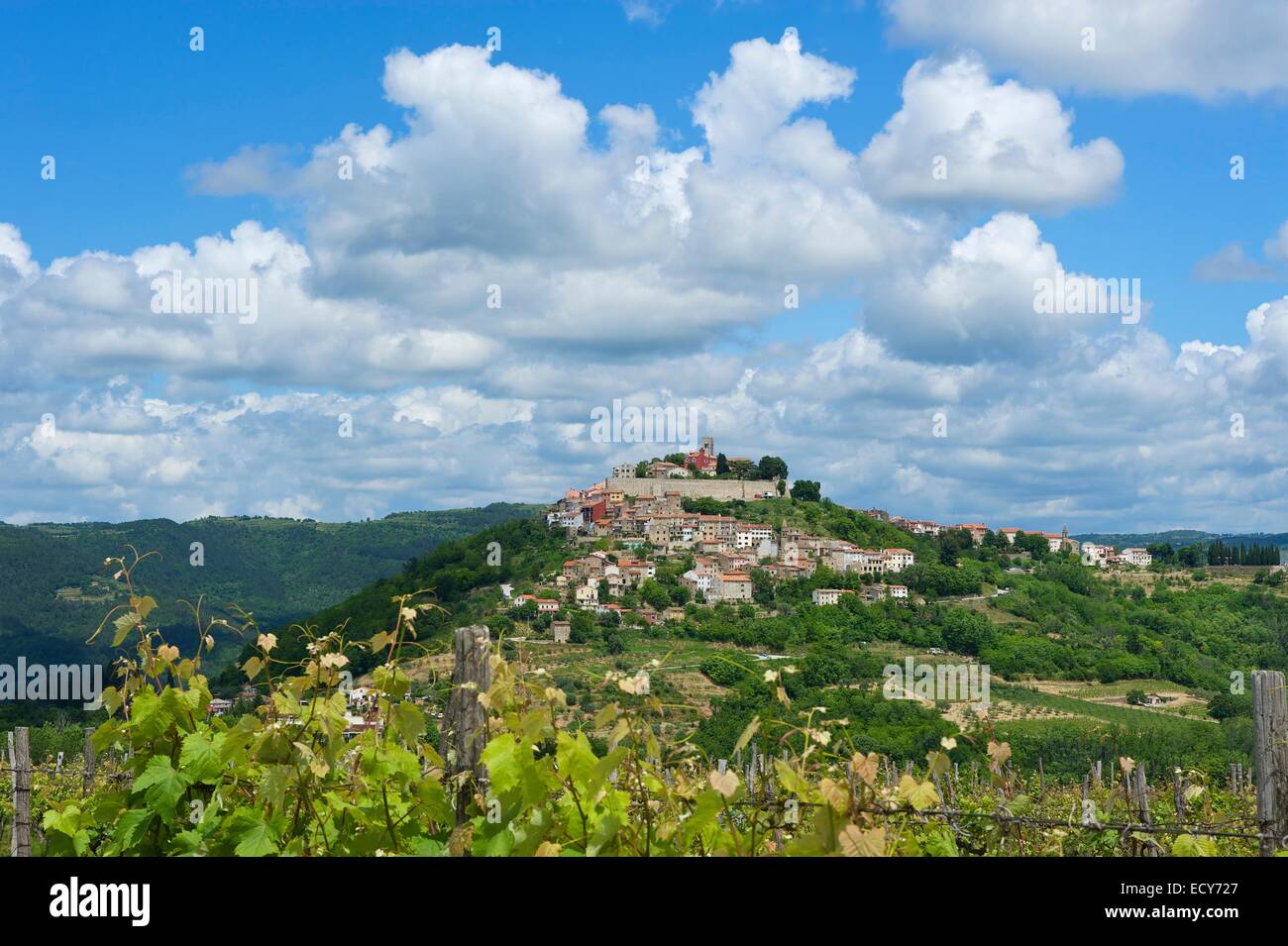 Vineyards, townscape, Motovun, Istria, Croatia Stock Photo