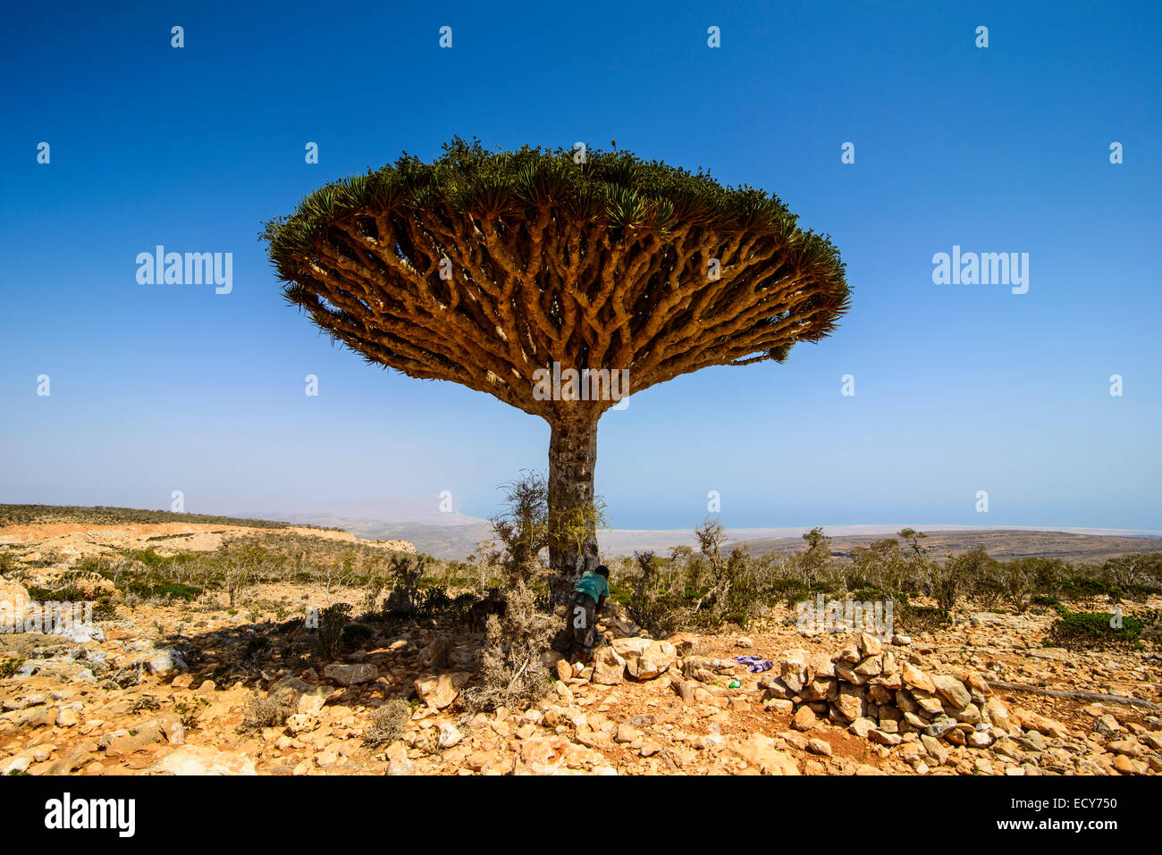 Blood Tree High Resolution Stock Photography And Images Alamy Blood Tree High Resolution Stock Photography And Images Alamy