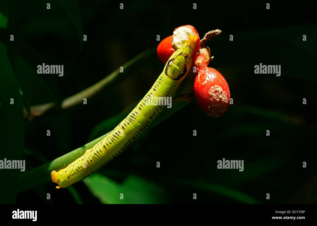 Hawk moth larva (Sphingidae), Tangkoko Batuangus Nature Reserve, Sulawesi, Indonesia Stock Photo