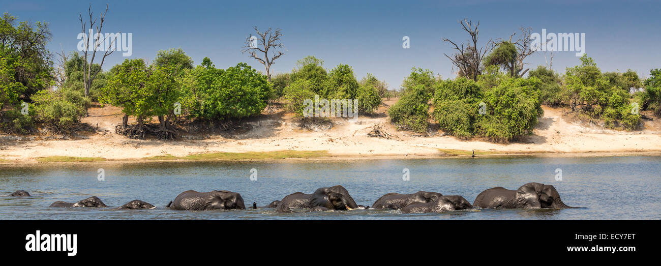 Herd of African Elephants (Loxodonta africana) crossing a river, panoramic view, Chobe National Park, Chobe River, Botswana Stock Photo