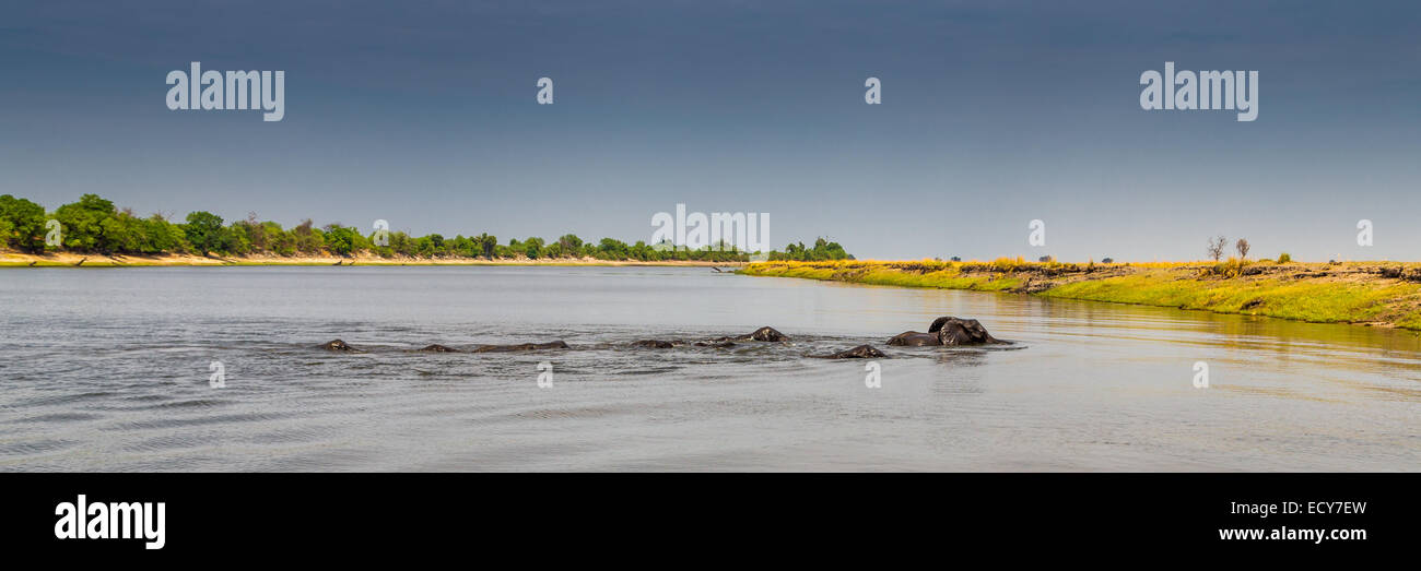 Herd of African Elephants (Loxodonta africana) swimming across a river, panoramic view, Chobe National Park, Chobe River Stock Photo