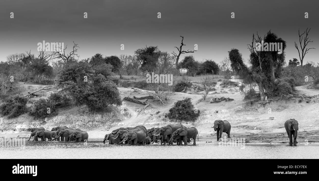 Herd of African Elephants (Loxodonta africana) standing in the river drinking water, black and white, panoramic view Stock Photo