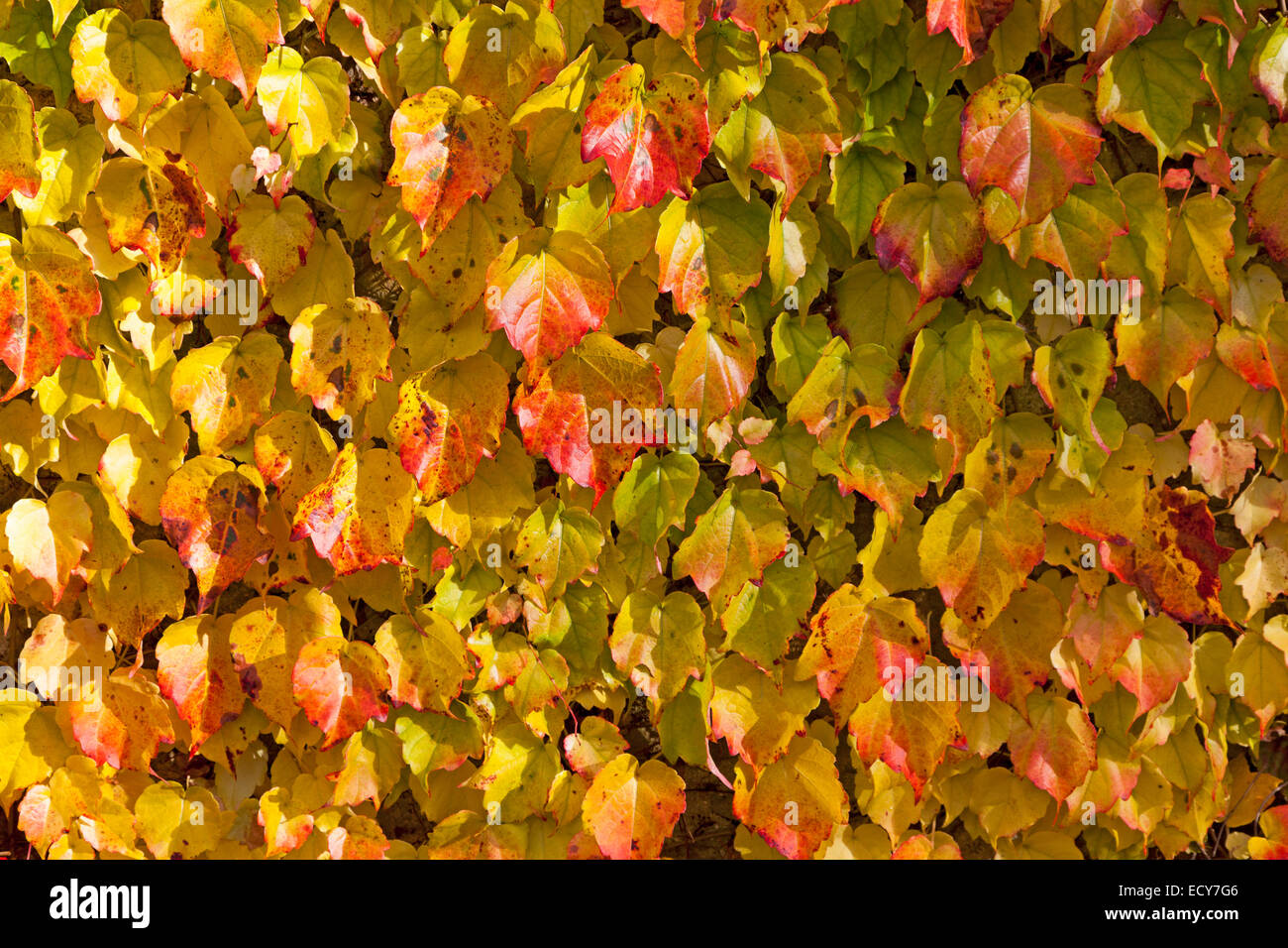 Grape Vine (Vitis vinifera subsp. Sylvestris), leaves with autumnal foliage Stock Photo