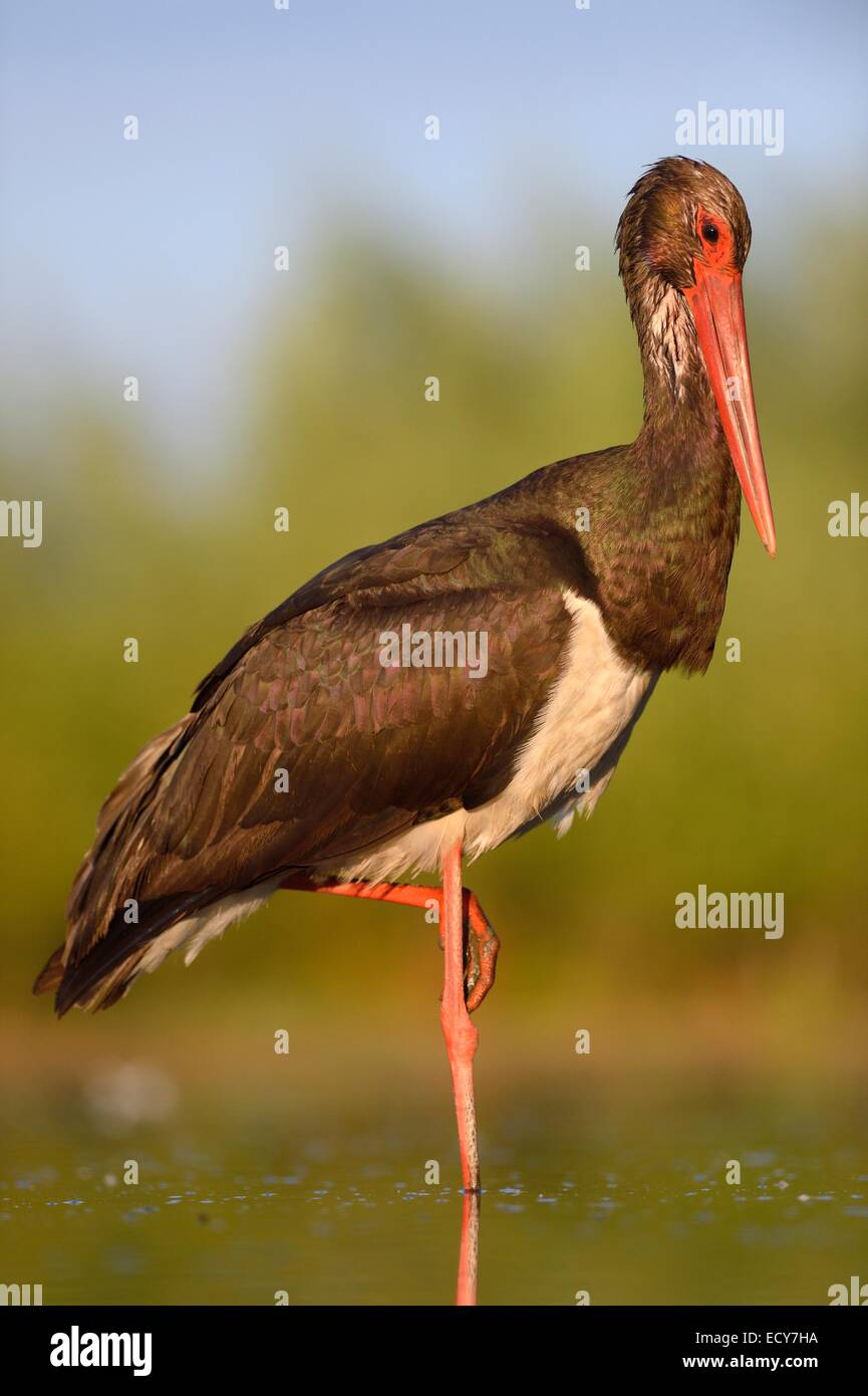 Black Stork (Ciconia nigra), in a relaxed pose, Kiskunság National Park, Hungary Stock Photo