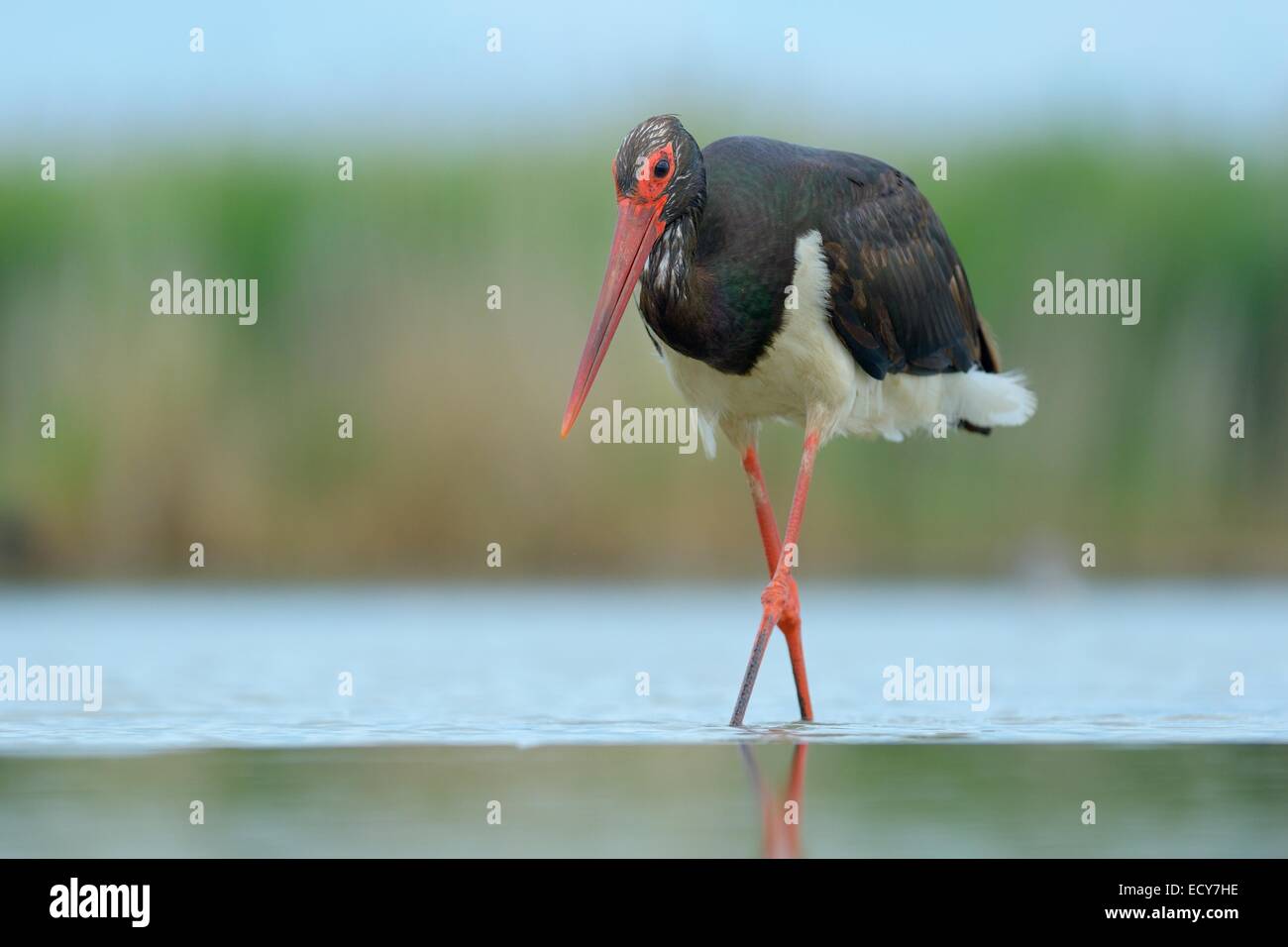 Black Stork (Ciconia nigra), wading in shallow water in search of food, Kiskunság National Park, Hungary Stock Photo