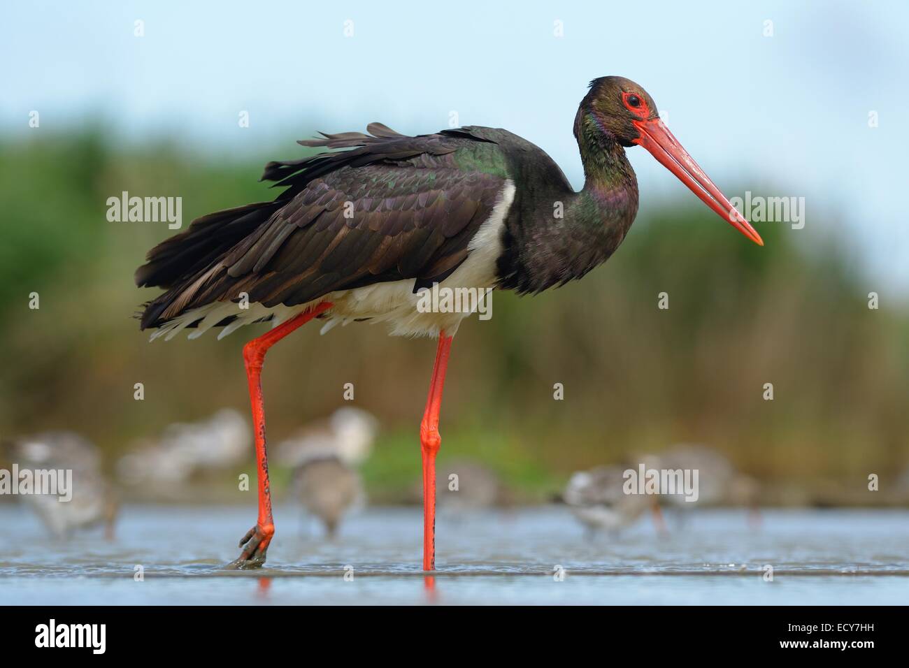 Black Stork (Ciconia nigra), wading in shallow water in search of food, Kiskunság National Park, Hungary Stock Photo