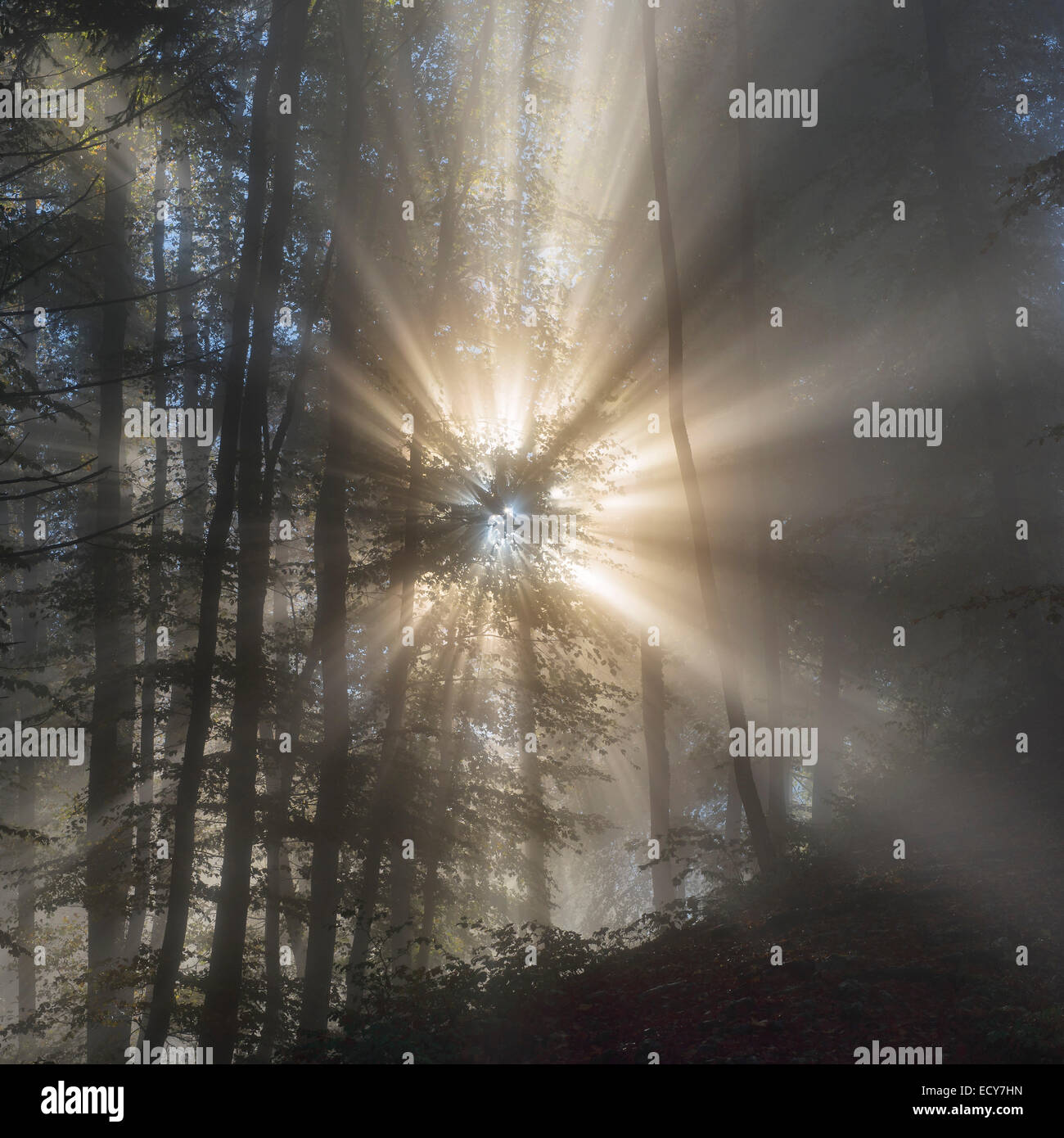 Sun rays in foggy mountain forest, Upper Danube Nature Park, Swabian Jura, Baden-Württemberg, Germany Stock Photo