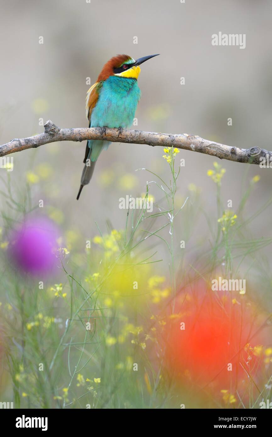 European Bee-eater (Merops apiaster), perched on a branch in a flowering meadow, Kiskunság National Park, Hungary Stock Photo