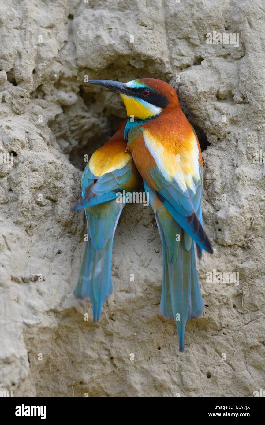 European Bee-eaters (Merops apiaster) breeding pair, in inspecting a nesting hole, Kiskunság National Park, Hungary Stock Photo