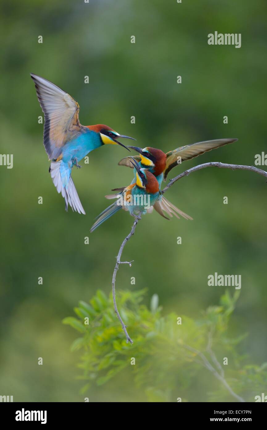 European Bee-eaters (Merops apiaster), territorial dispute on an acacia bush, Kiskunság National Park, Hungary Stock Photo