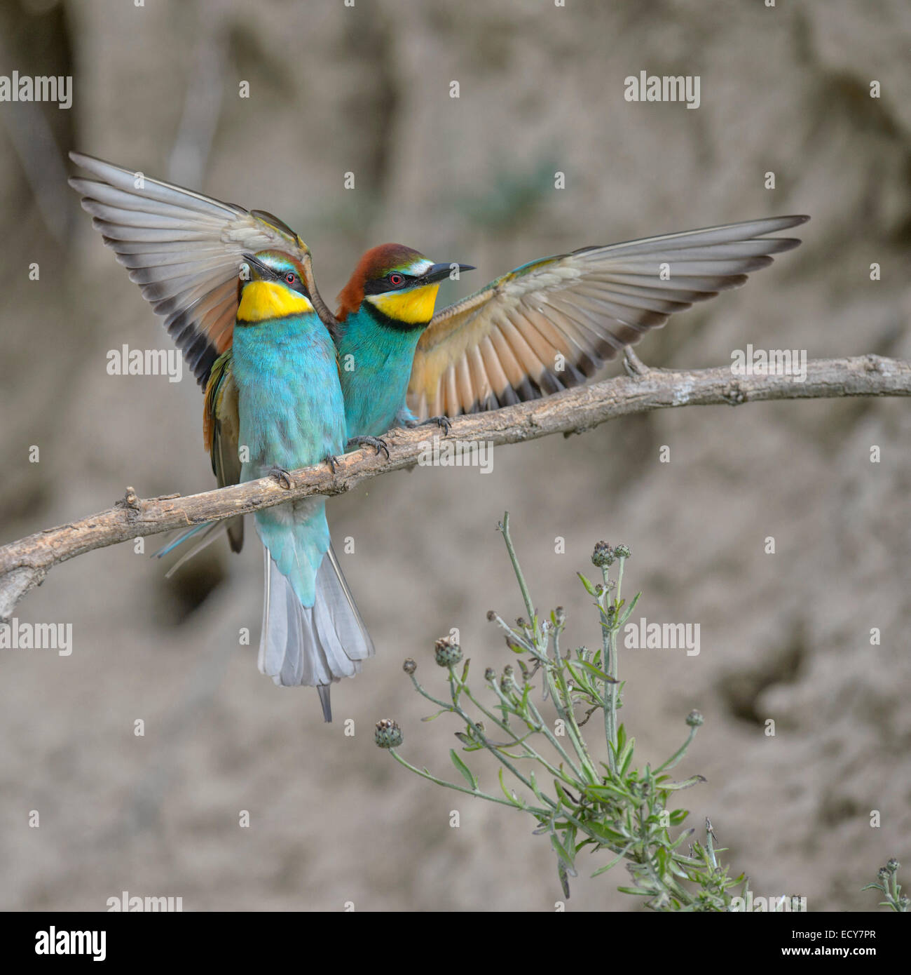 European Bee-eaters (Merops apiaster), male landing on perch, Kiskunság National Park, Hungary Stock Photo