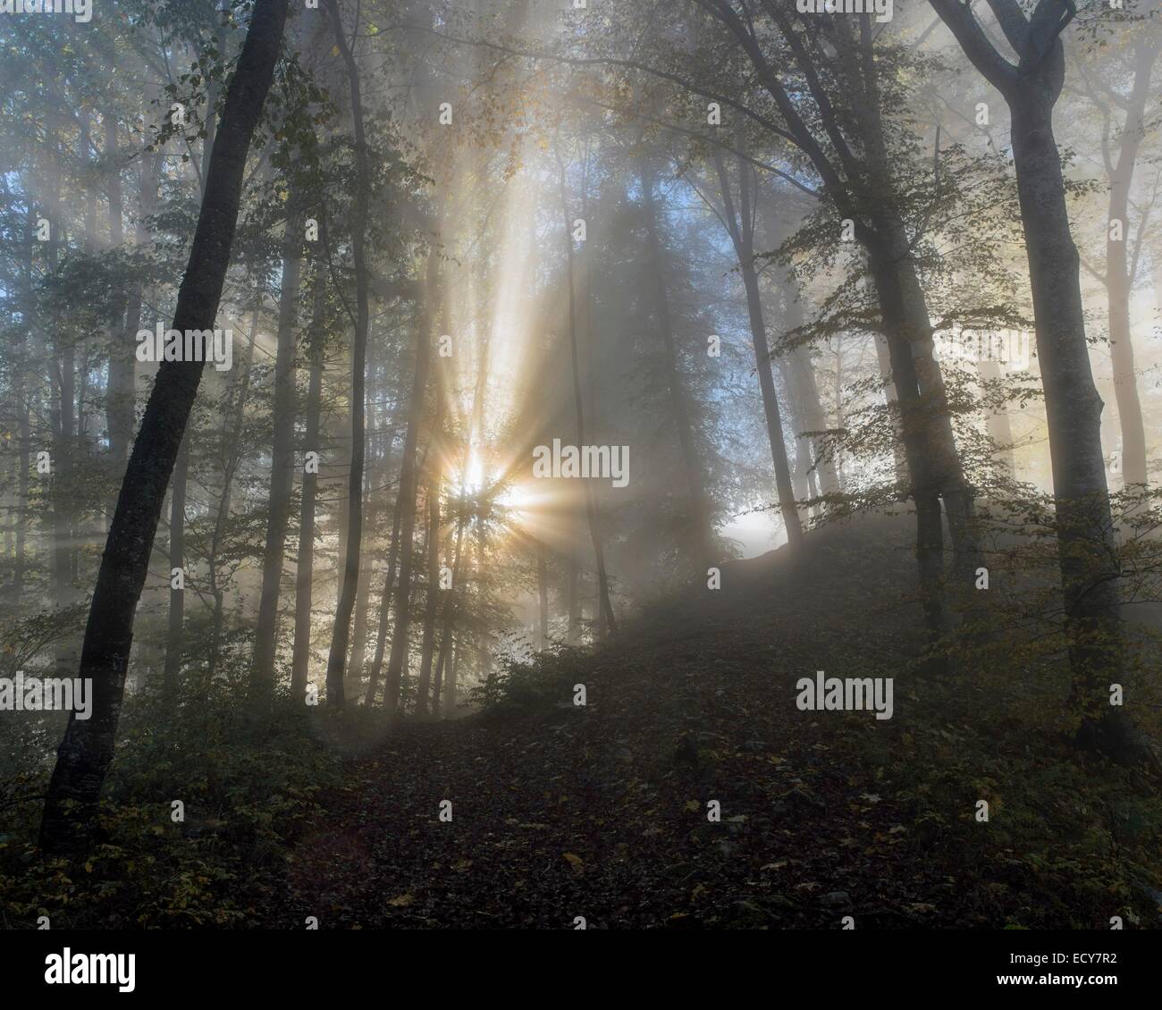 Sun rays in foggy mountain forest, Upper Danube Nature Park, Baden-Württemberg, Germany Stock Photo