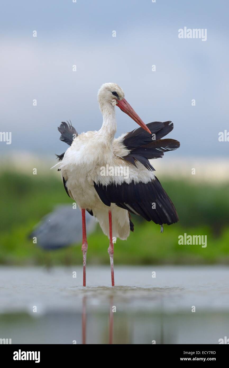 White Stork (Ciconia ciconia) standing in shallow water preening, Kiskunság National Park, Hungary Stock Photo