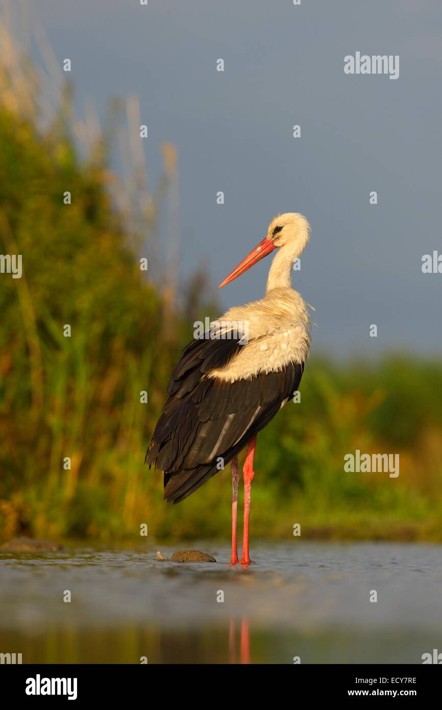 White Stork (Ciconia ciconia), stork resting in the morning light, Kiskunság National Park, south-east Hungary, Hungary Stock Photo