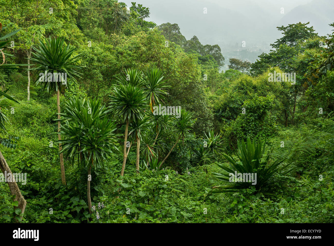Uganda jungle hires stock photography and images Alamy