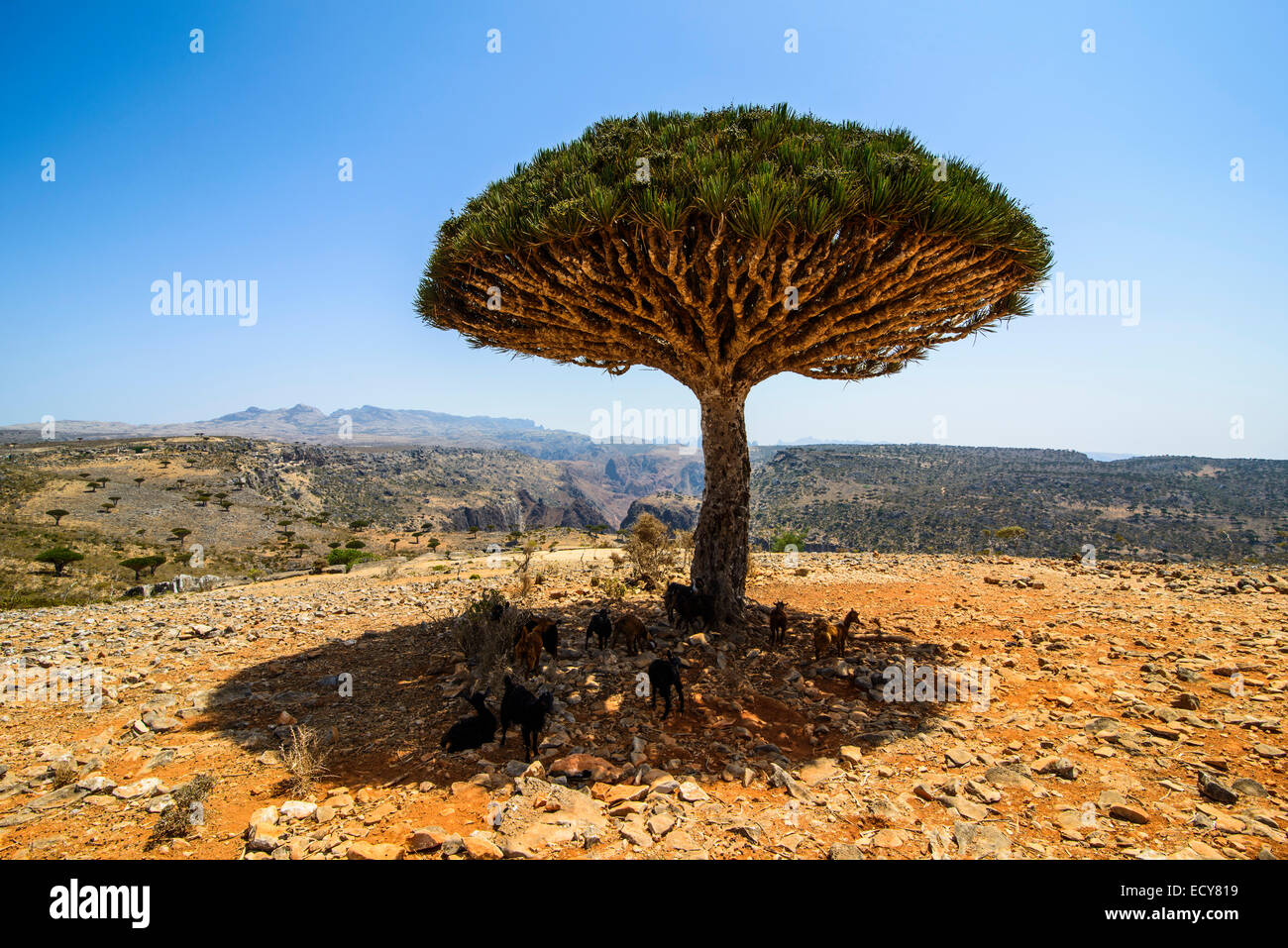 Socotra Dragon Tree or Dragon Blood Tree (Dracaena cinnabari), Dixsam ...