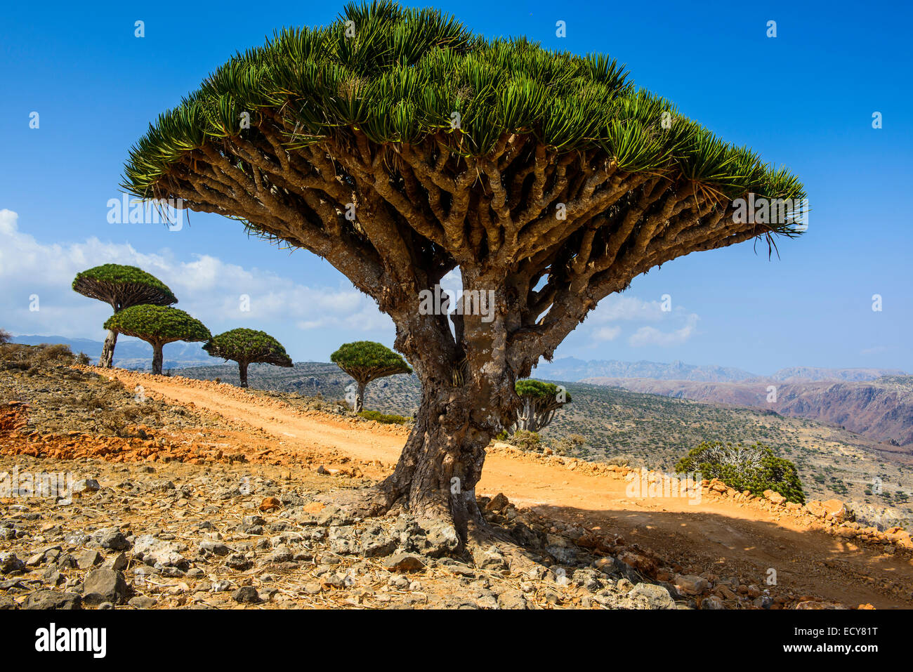 Socotra Dragon Tree or Dragon Blood Tree (Dracaena cinnabari), Dixsam