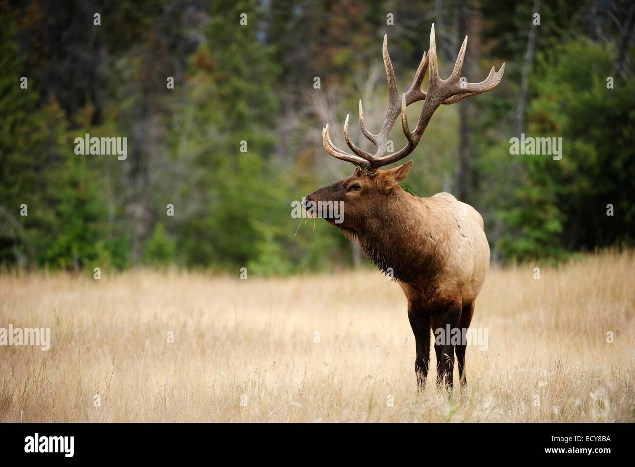 Elk (Cervus canadensis), Jasper National Park, Alberta Province, Canada Stock Photo