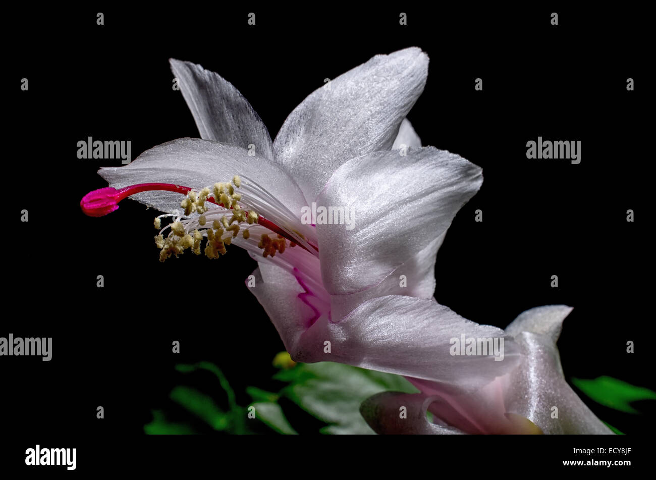 Christmas Cactus in Bloom Stock Photo