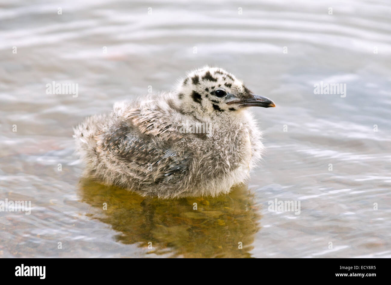 Common gull chick Stock Photo - Alamy