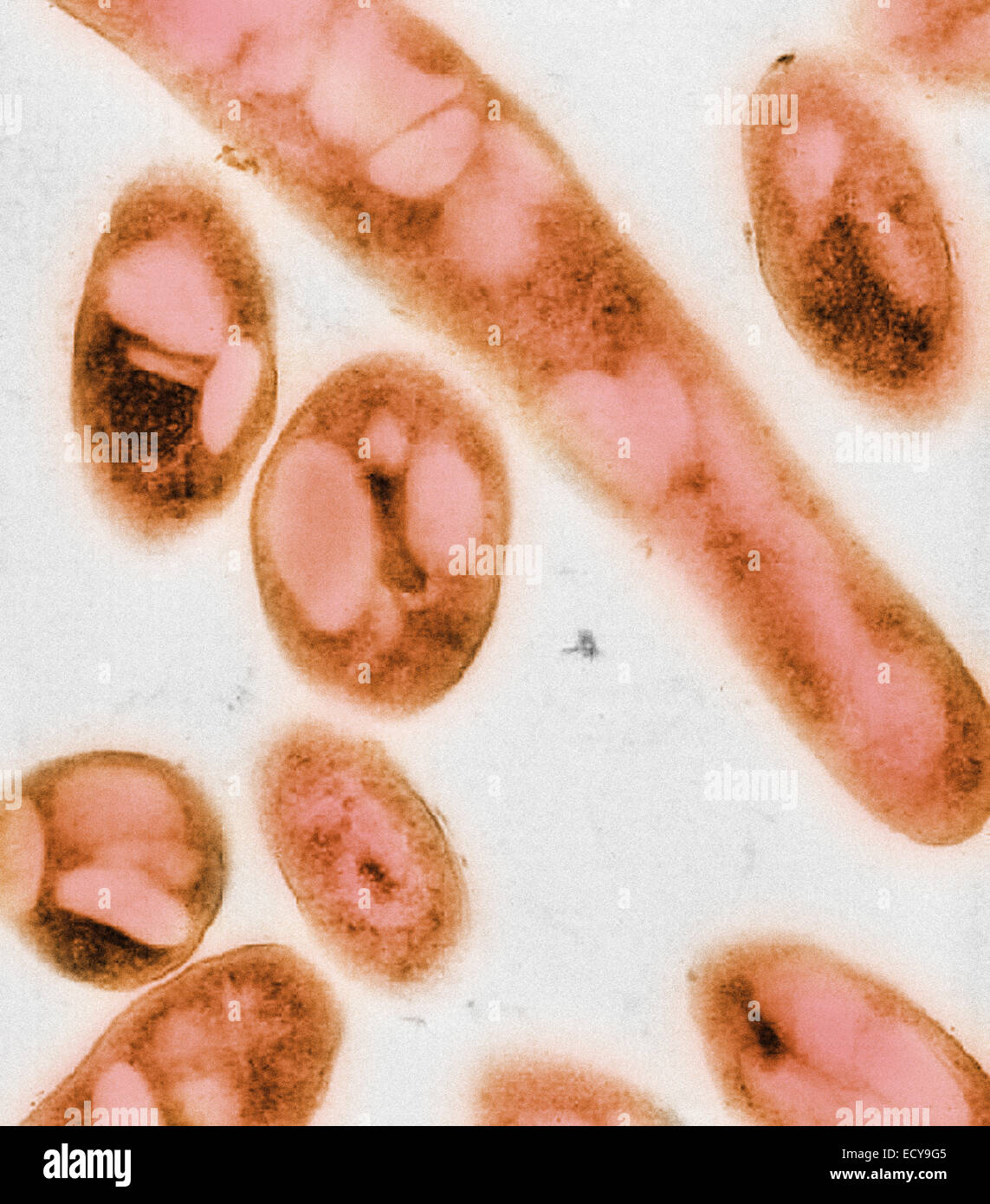 Bacillus anthracis micrograph hires stock photography and images Alamy