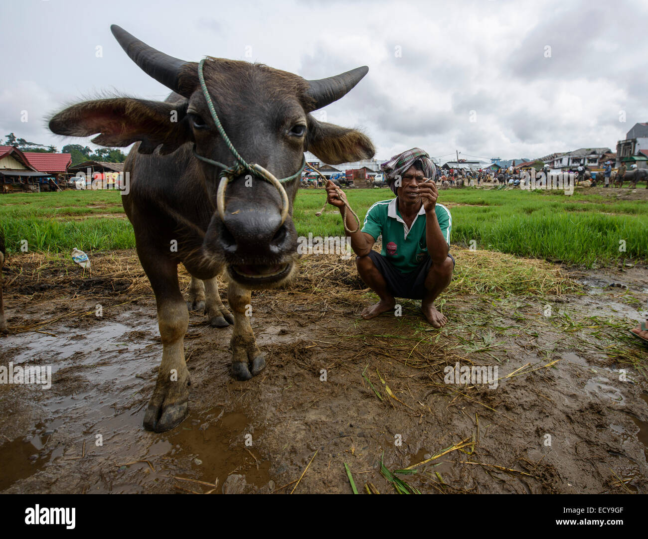 Toraja man at the livestock market, Sulawesi, Indonesia Stock Photo