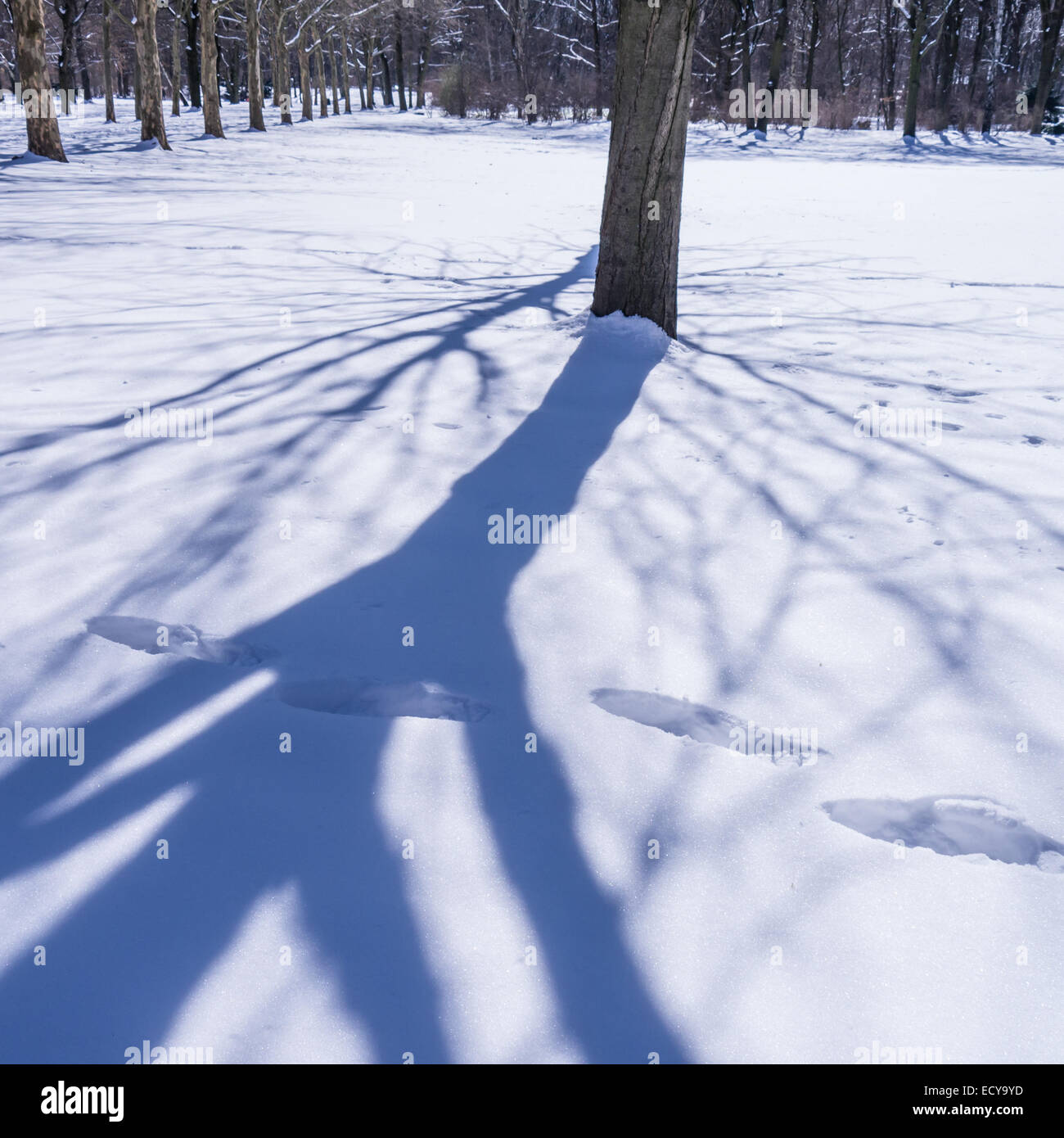stomps in snow and a shadow of a tree Stock Photo