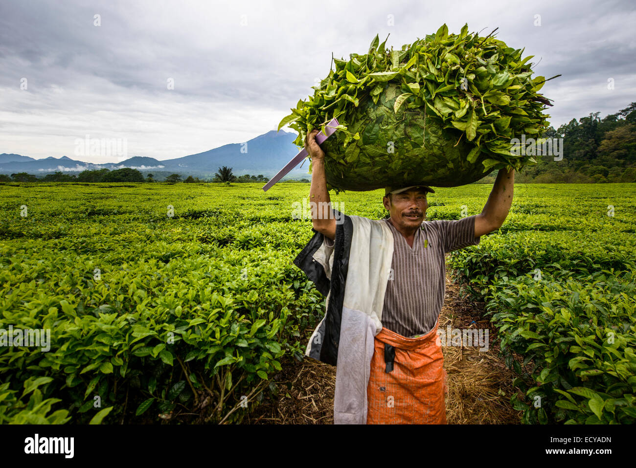 Tea leaves pickers in Sumatra, Indonesia Stock Photo