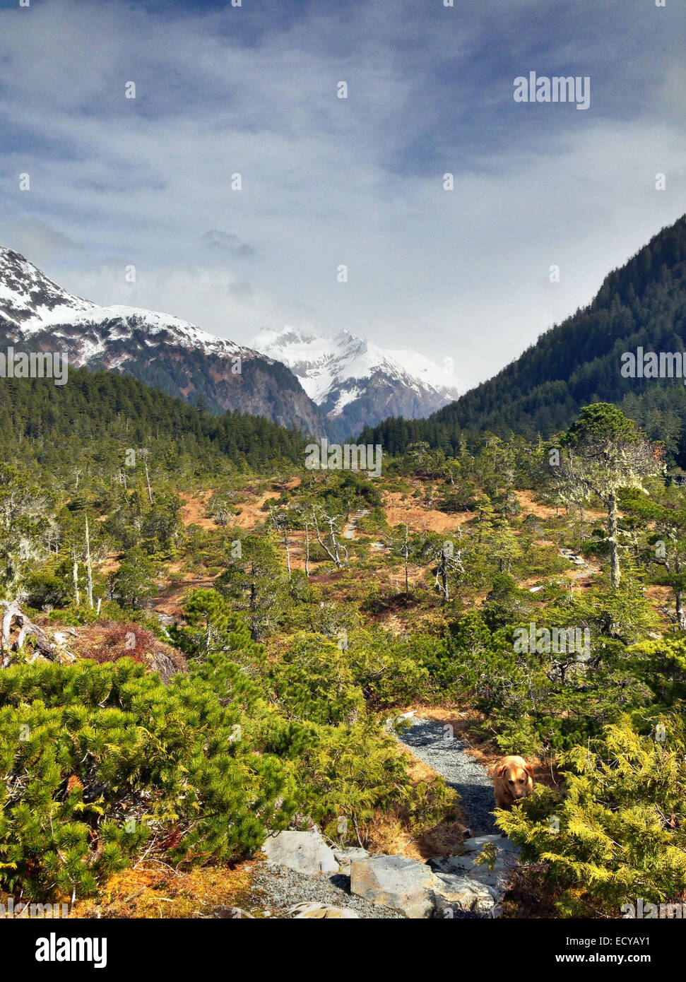Mountains and path in remote forest - Smartphone Captured Stock Image