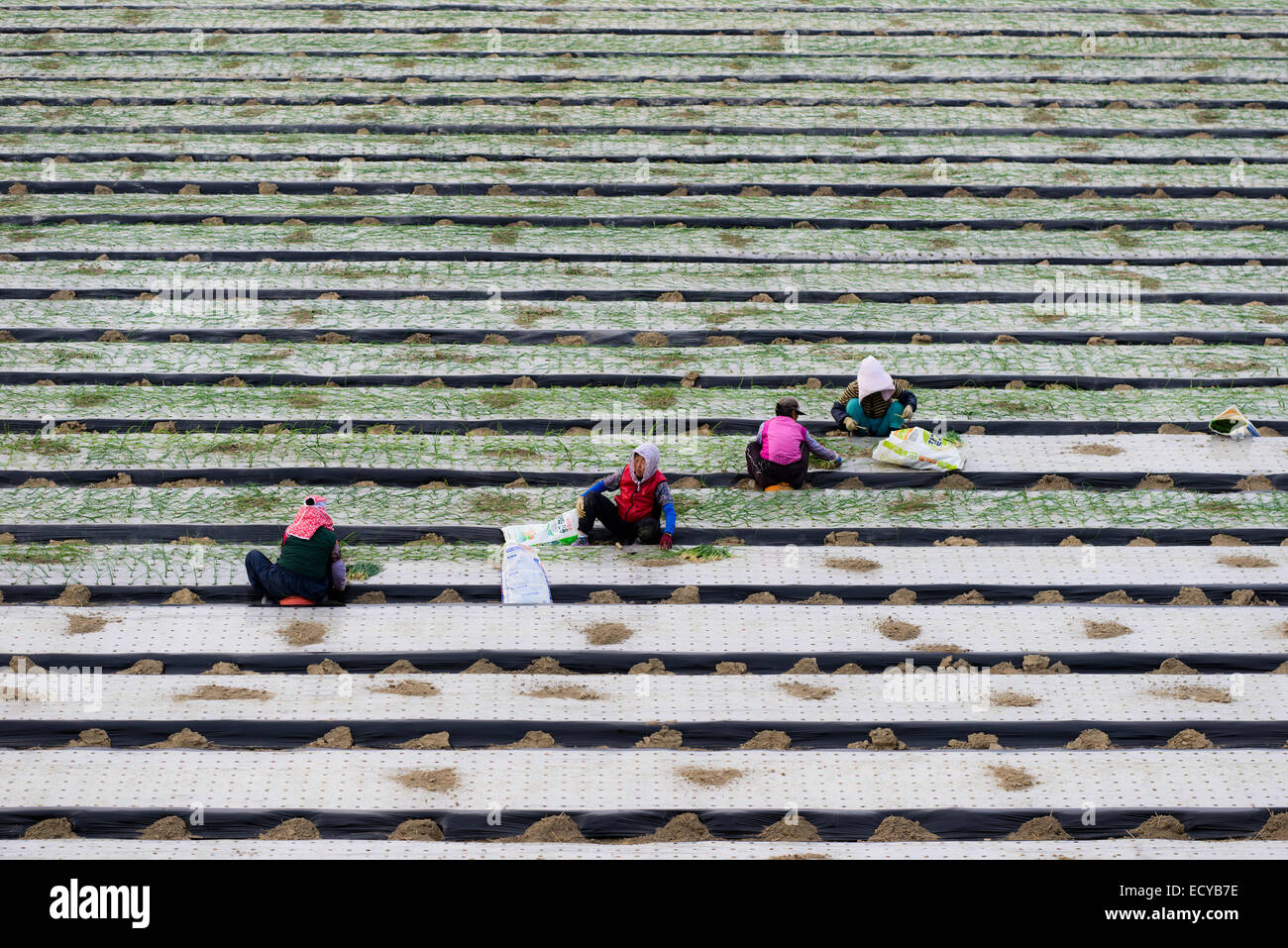 South Korean farmers near Busan, Korea Stock Photo