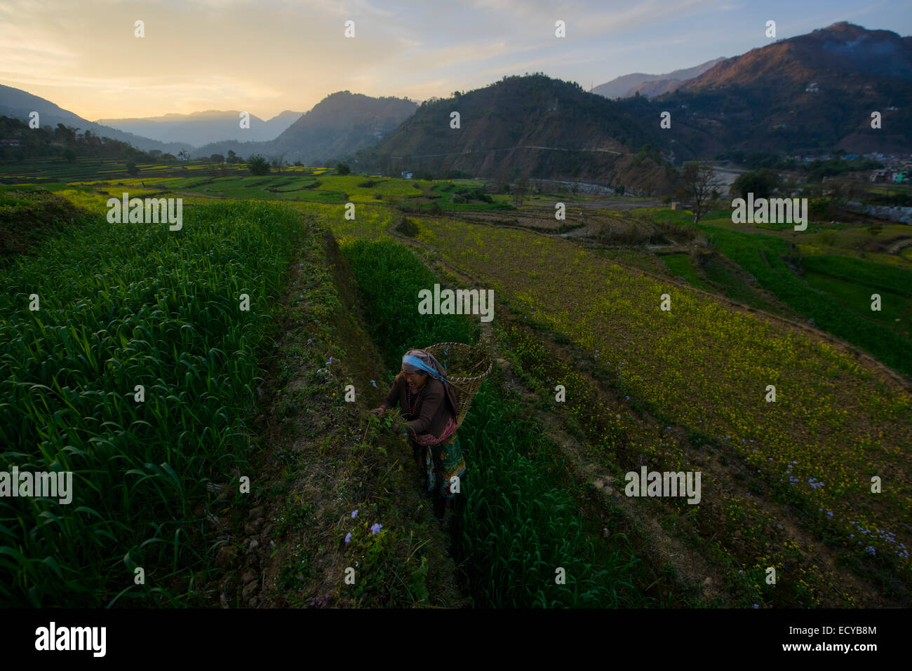 Yellow flowers on terraces along the siddhartha highway hires stock