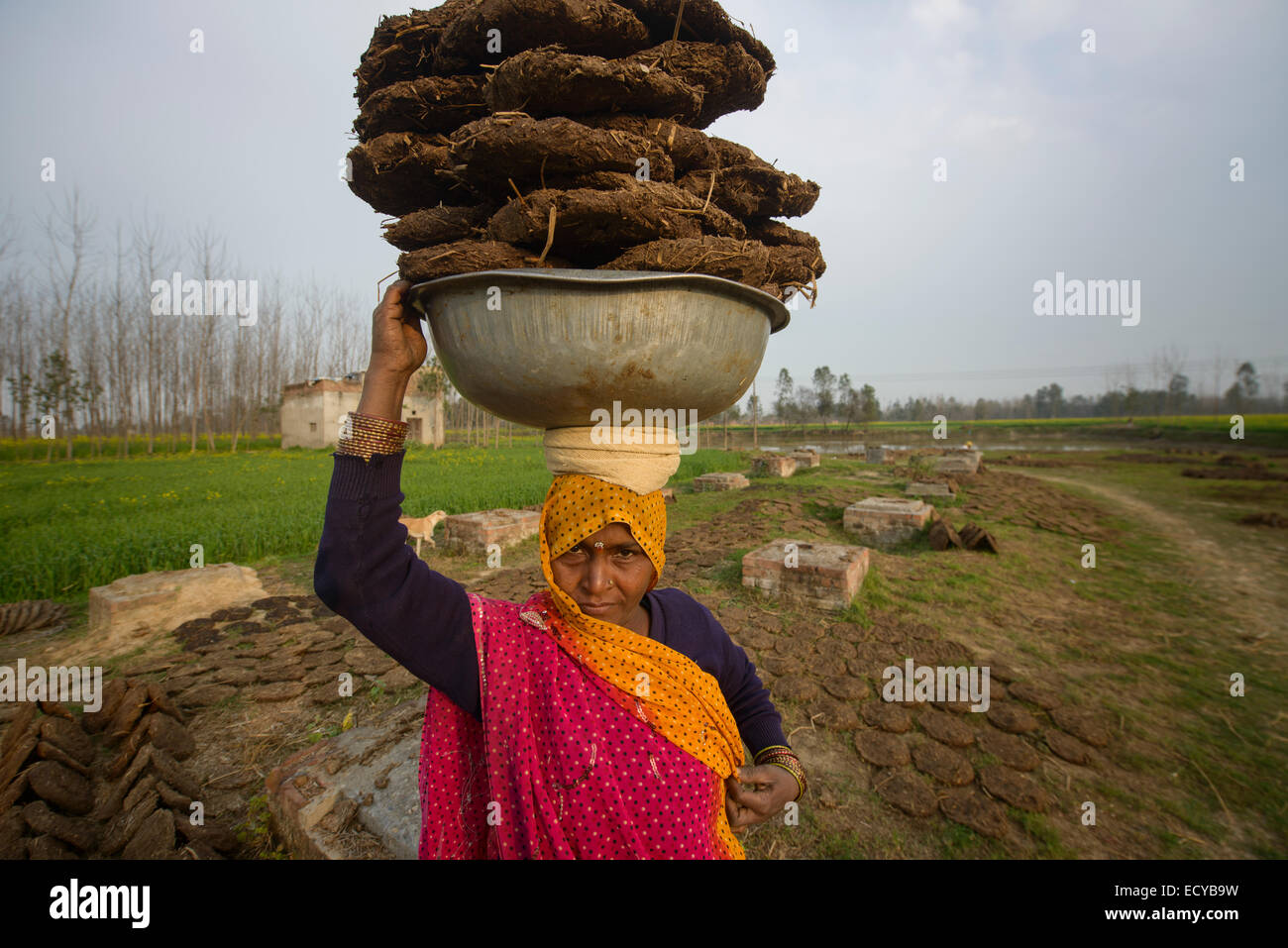 Indian women picking up dry dung, Uttar Pradesh, India Stock Photo
