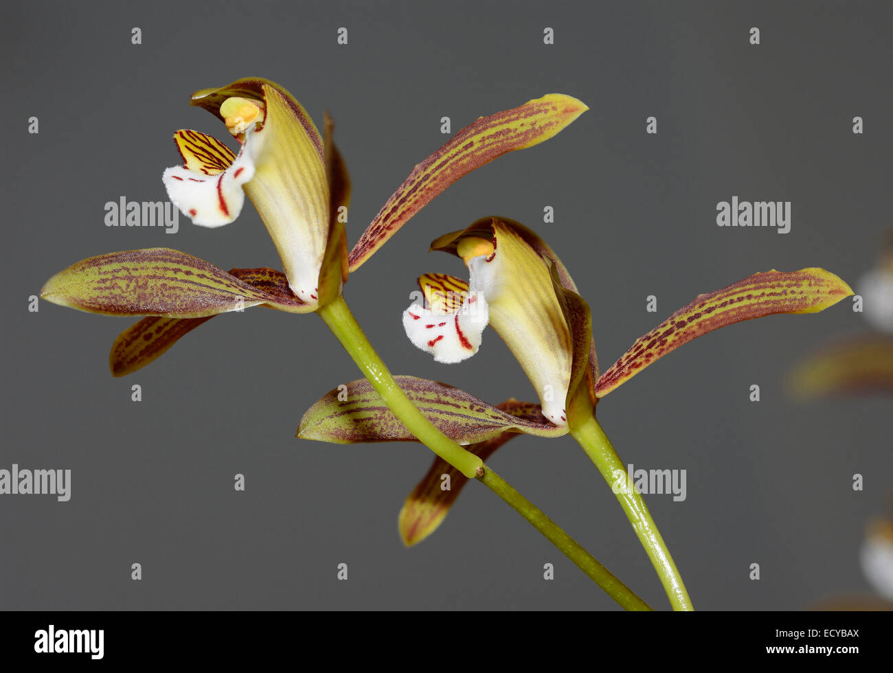 Red-Spotted Lip Cymbidium Orchid - Cymbidium erythraeum Found in India, Himalayas, China and Vietnam Stock Photo