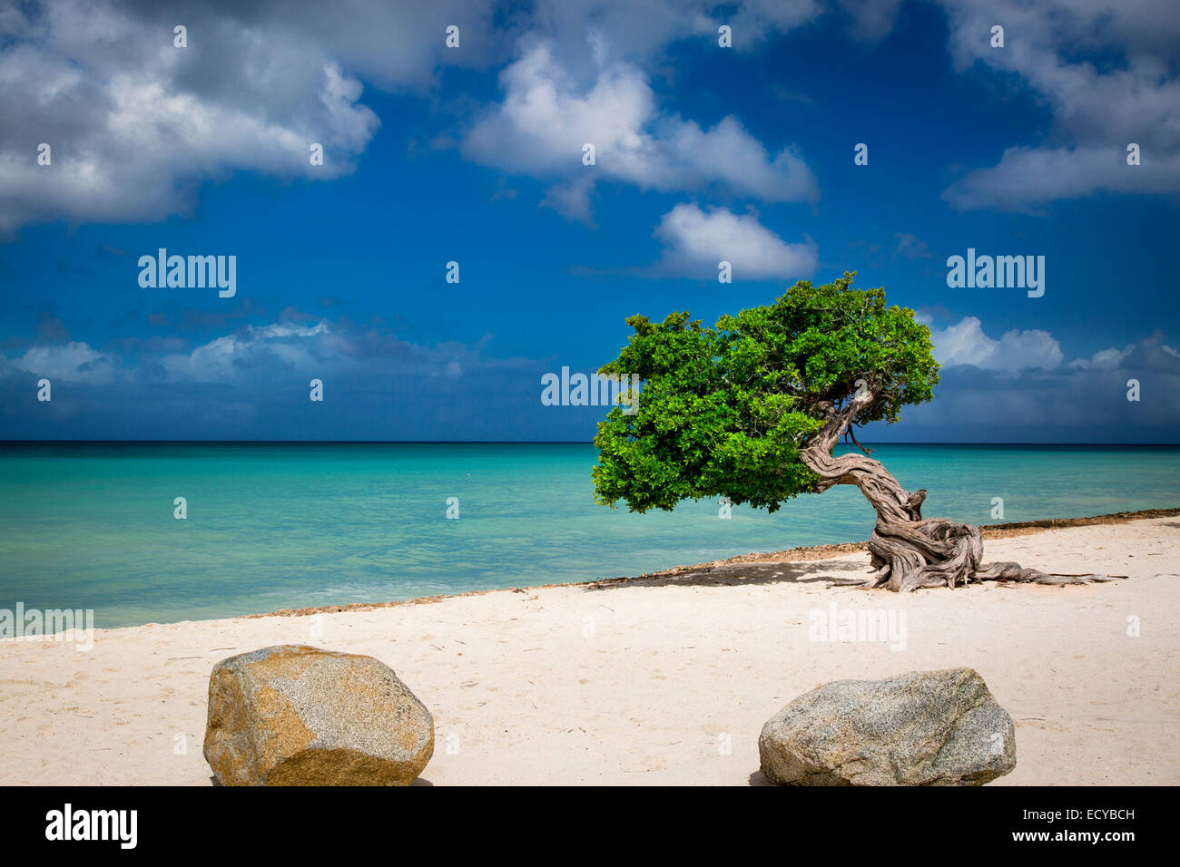 Weathered Fototi tree (often mistaken for Divi Divi) on the beach of Aruba, West Indies Stock Photo