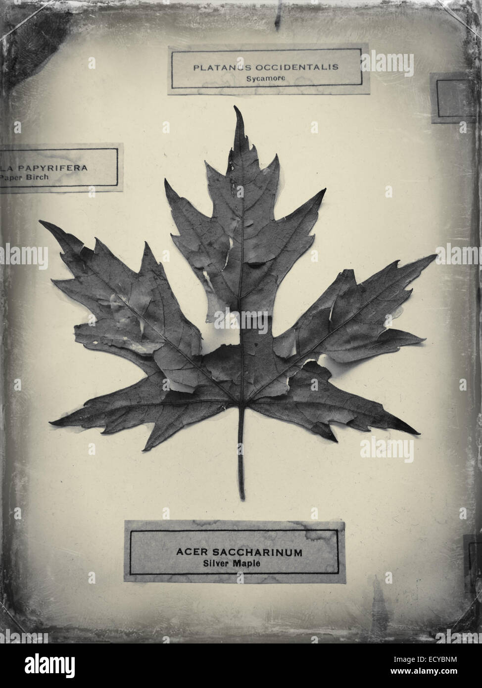 Labeled leaf specimen on display - Smartphone Captured Stock Image