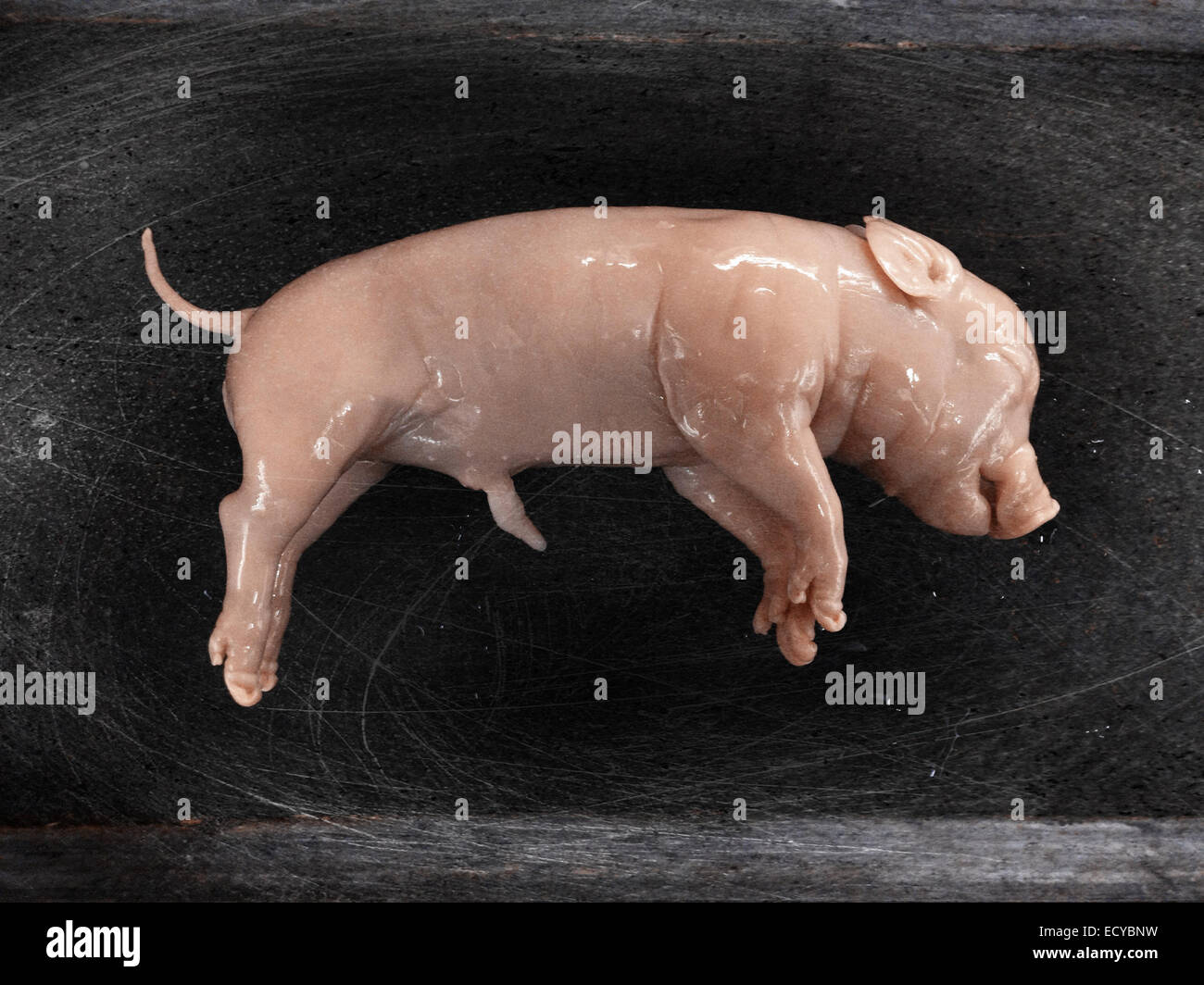 fetal pig small intestine