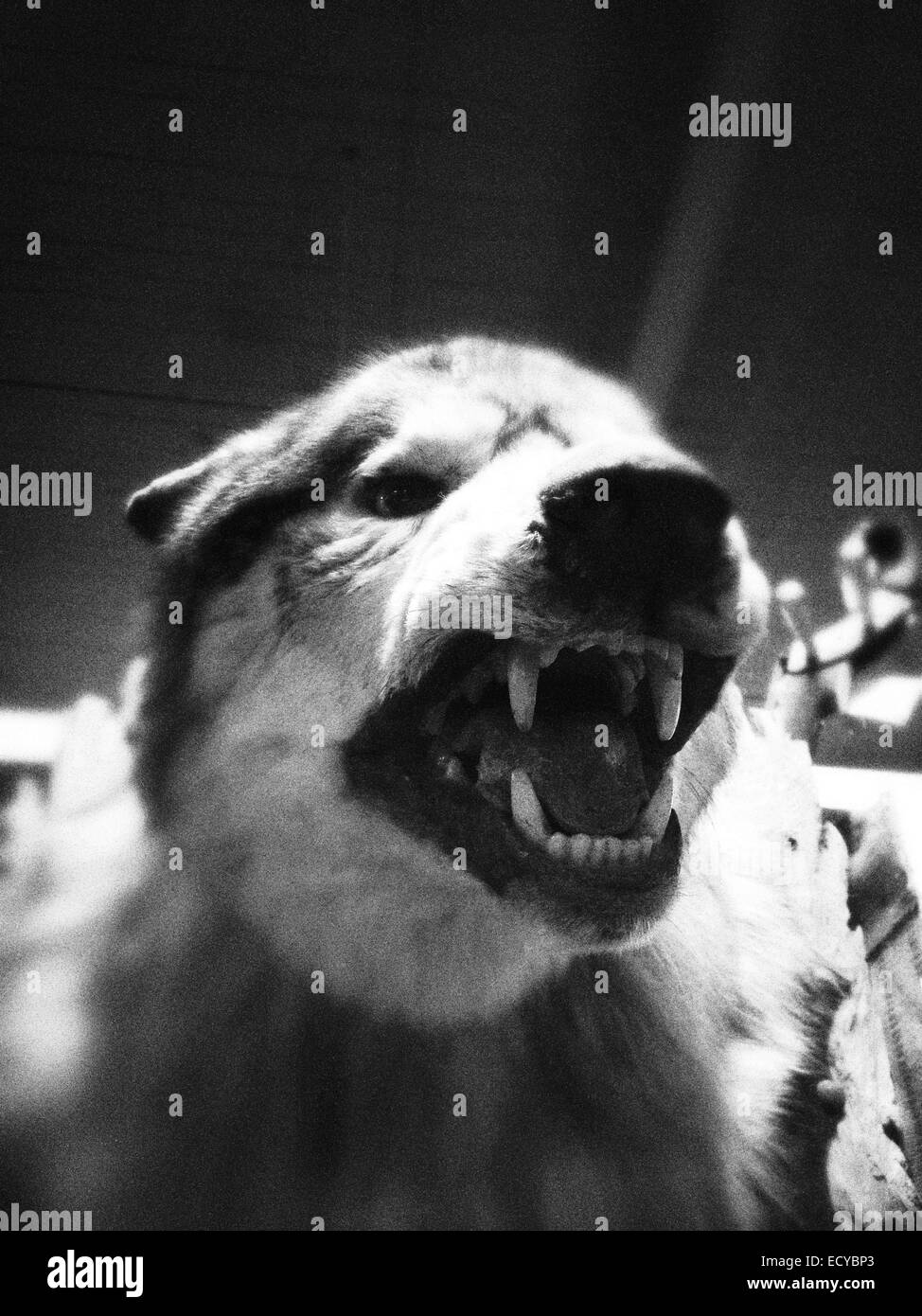 Close up of growling dog taxidermy - Smartphone Captured Stock Image