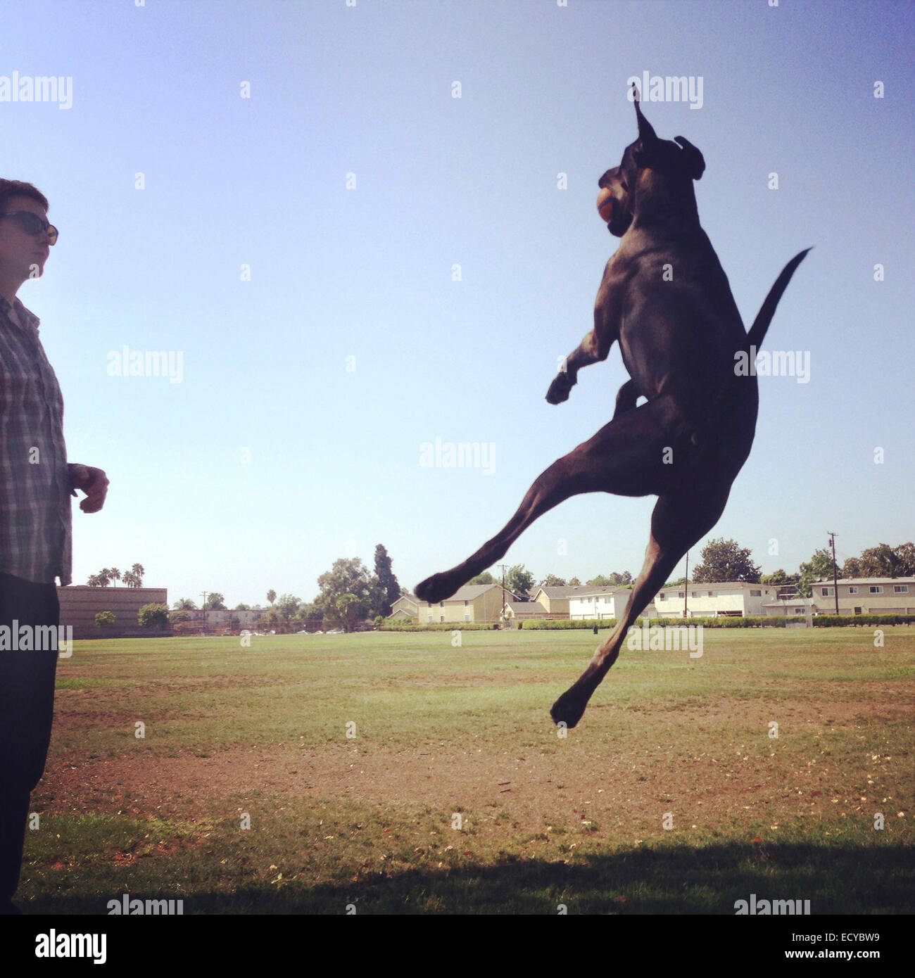 Caucasian man watching dog jump in park - Smartphone Captured Stock Image Caucasian man watching dog jump in park - Smartphone Captured Stock Image